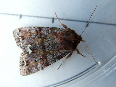 Broom Moth